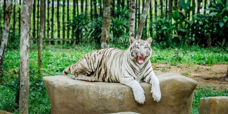 Nhiều yếu tố quyết định đến giấc mơ thấy hổ