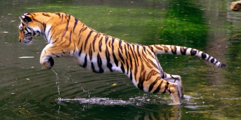 Mơ thấy hổ đánh con gì cùng Pkbet